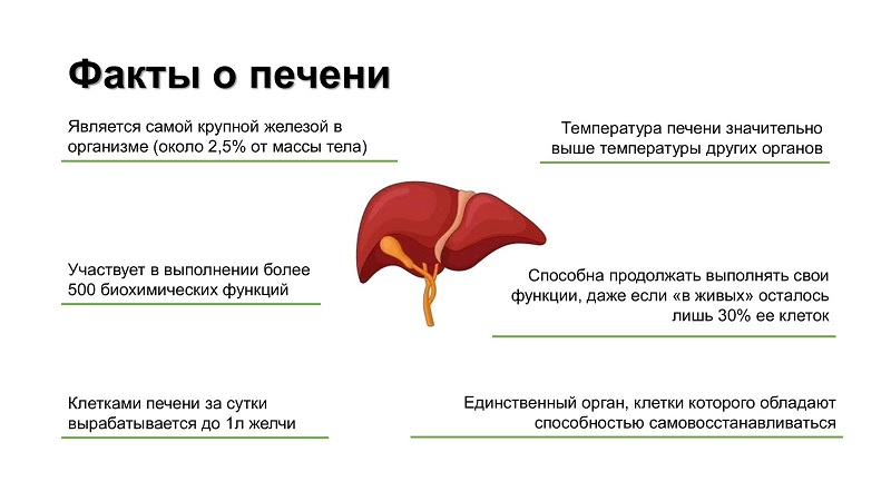 liver